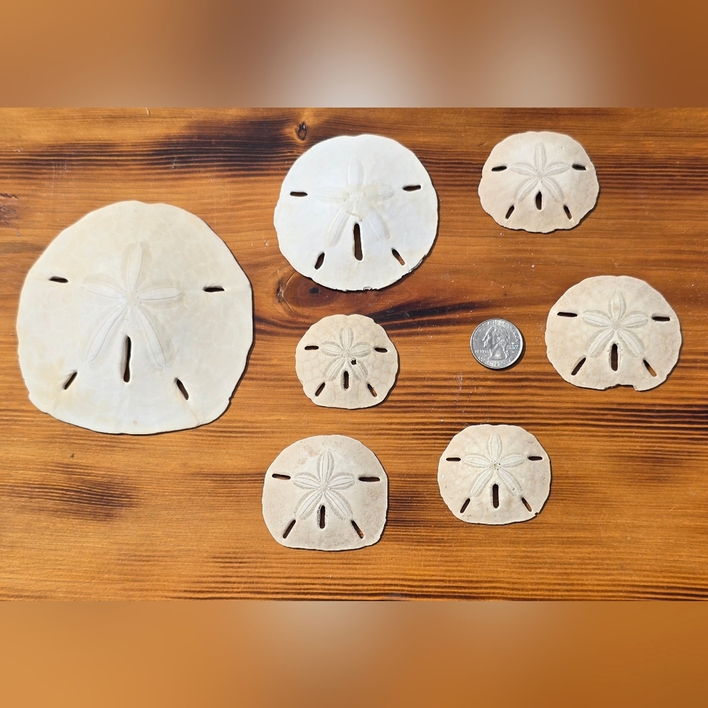 Natural/Authentic Sand Dollar Set Of 7- Cream and Tan Home Accents